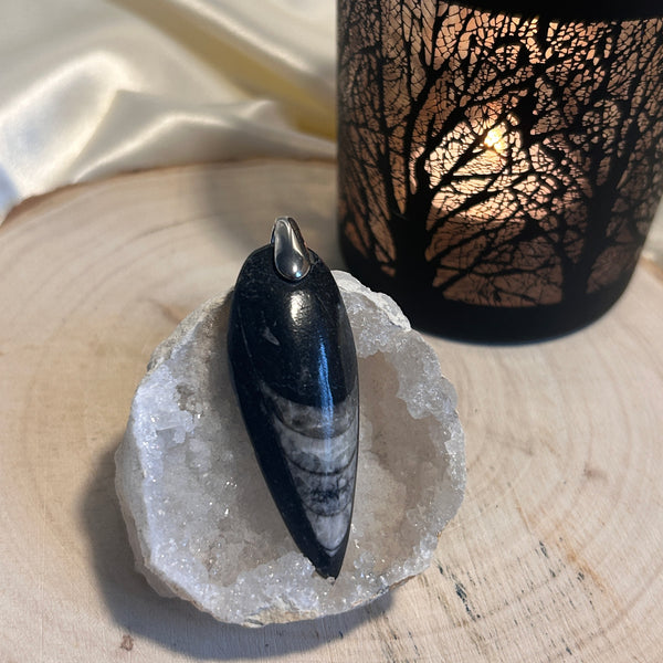 Mémoire Fossile - Orthoceras